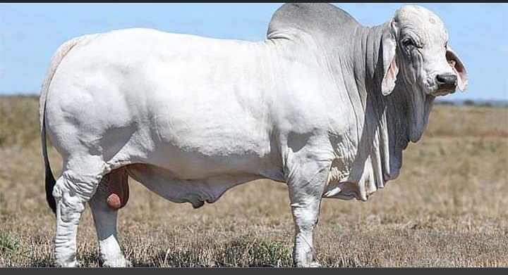 ३२ लाख रुपैयाँमा बिक्यो यो साँढेको वीर्य !