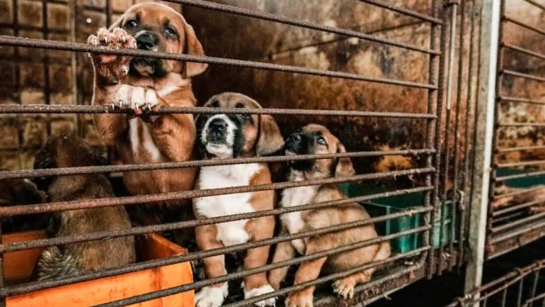 कोरियामा कुकुरको मासु खान प्रतिबन्ध